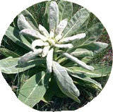Mullein Extract
