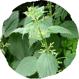 Stinging Nettle
