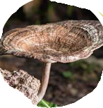 Tiger Milk Mushroom